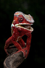 Amazing red color of Panther Chameleon Ambilobe (Furcifer pardalis).