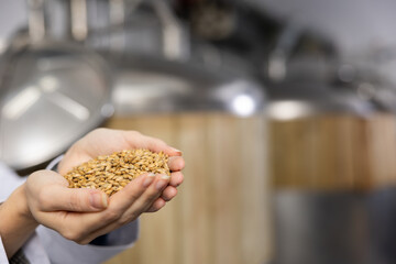 Hands of brewer holding heap of fresh malt for beer producing.