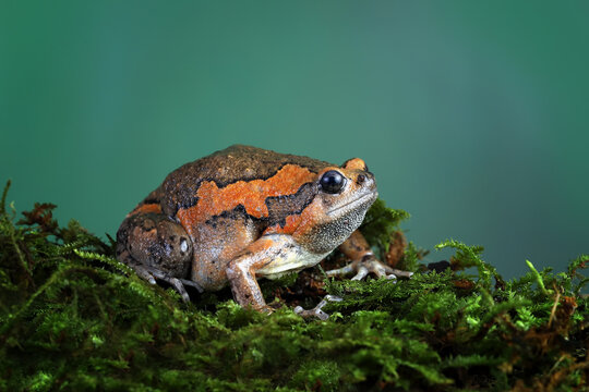 Banded bullfrog (Kaloula pulchra) on mossy tree branch.