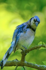 bluejay on branch