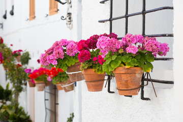 Fototapeta na wymiar Geranium plants on the white wall of an Andalusian village, Spain