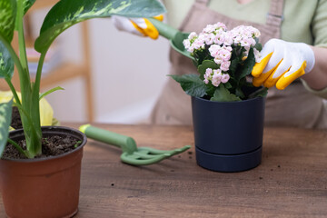 Home gardening is a fulfilling hobby that allows you to cultivate plants, tend to them with care, and watch them grow. 