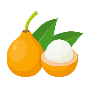 Vector illustration, Garcinia humilis, commonly known as achachairú or achacha, isolated on white background.