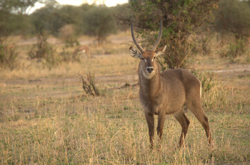 kobus ellipsiprymnus