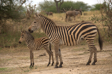 Fototapeta na wymiar zebra in the savanna