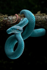 Blue Insularis or Blue White lipped pit viper (Trimeresurus insularis) is venomous pit vipers and endemic species in Indonesia.