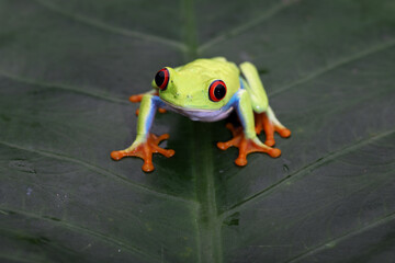 Red-eyed Tree Frog (Agalychnis callidryas) perched on a leaf.