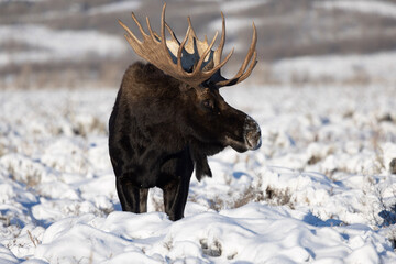 moose in the snow © Tristan