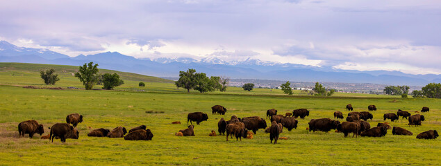 buffalo with spring babies 