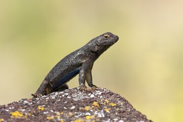Cute lizard stand up on rock in Idaho.
