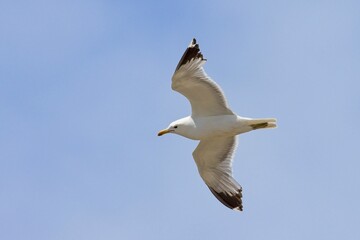 California gull soaring in the air.