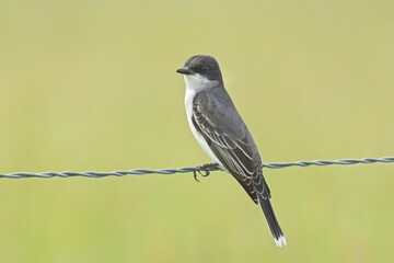 Eastern kingbird perched on wire fence.