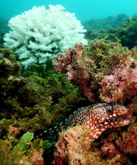 Costa Rica Pacific sea life