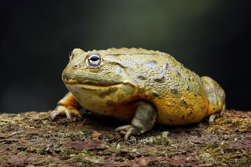 The African Giant Bullfrog (Pyxicephalus adspersus) is the world's second largest species of frog after the goliath frog.