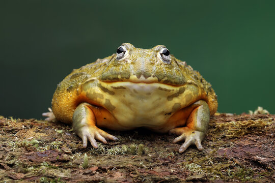 The African Giant Bullfrog (Pyxicephalus adspersus) is on of the world's largest species of frog.