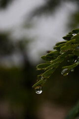water drops on a leaf