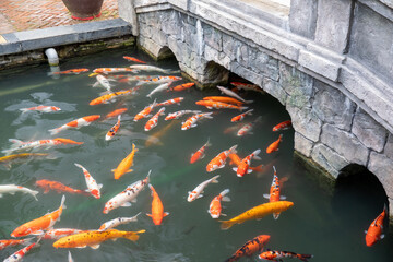 池の鯉