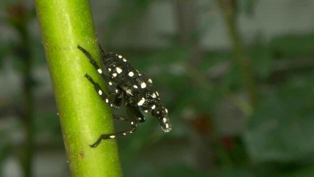 Macro close up of nymph stage spotted lanternfly invasive species of insect with black shell and white dots  that originates in China and has spread in Korea, Japan and the United States