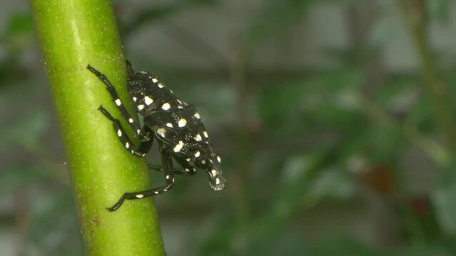 Black and white nymph Spotted Lanternfly an invasive species of insect to North America rests on a rose stem, and impressively fires a milky white fluid from its abdomen, forward and above its head.