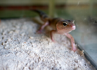 Close up of a cute small yellow gecko (Gekko gecko)