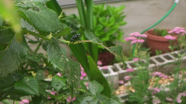 wide view of a suburban American back yard garden with an invasive spotted lantern fly nymph feeding on a rose bush to get it through to its next stage of life