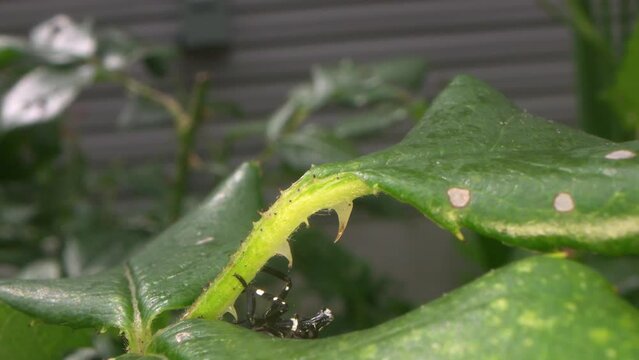 Macro close up of a rose bush where a fast, hard to catch, nymph spotted lanternfly an invasive species of insect that originates in China, seen scurrying in a North American suburban garden 