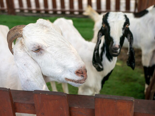 Close up of Indonesian goats with horns on the farm