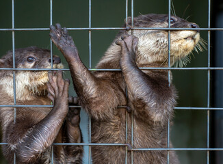 Close up of cute otters (Lutrinae) in a zoo cage in Yogyakarta, Indonesia