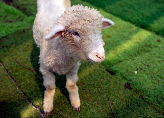 Close up of young sheep on the farm