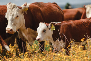calf with tag grazing in field