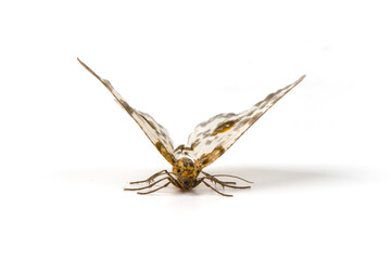 a geometrid moth isolated on white background.
