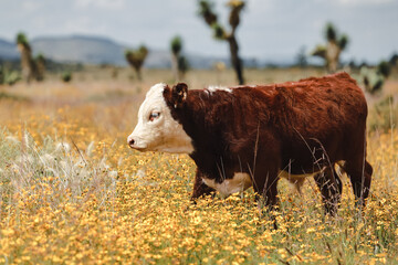 calf grazing in field