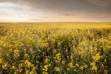 Obraz premium Panorama of a yellow field of yellow flowers, rapeseed blossoming in spring, during a sunny sunset. Also called brassica napus or canola, it's a plant cultivated for its oil.