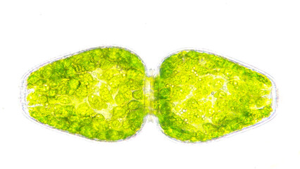 Freshwater green algae or phytoplankton, Pleurotaenium ovatum. Live cell. 40x objective lens. Stacked photo