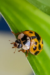 Orange ladybug beetle on a green leaf. Close-up on a white background.