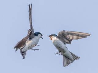 tree swallows in a spat