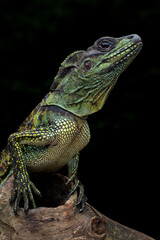 Fototapeta premium The Hydrosaurus weberi or Sailfin Dragon or Weber's Sailfin Lizard. The species is native to Indonesia.