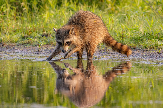 racoon fishing