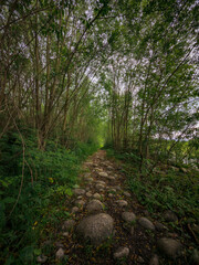 Narrow rocky forest path leading into green tunnel of trees