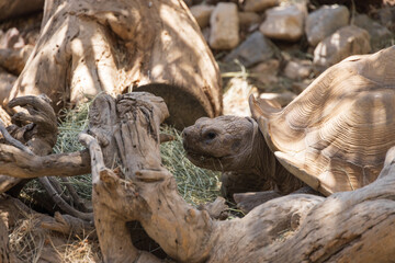 Large turtle on the ground