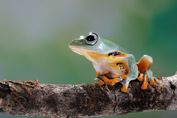 A Flying Frog (Rhacophorus reinwardtii) on tree branch.