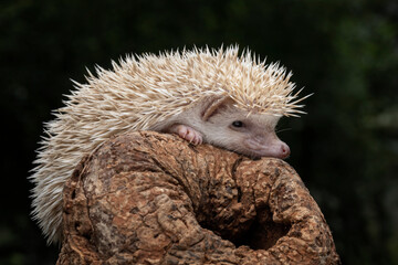 Mini Hedgehog (Erinaceus europaeus) on wood.  © Lauren