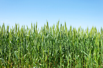 Obraz premium Green ears of wheat