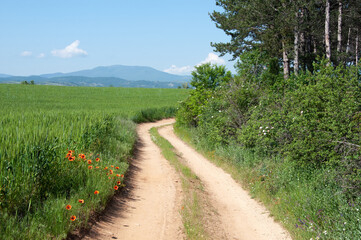 Fototapeta na wymiar Country summer landscape, dirt road along the forest