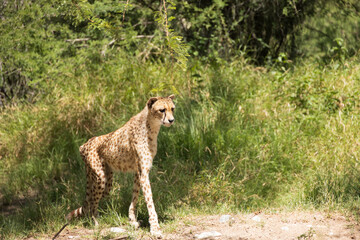 Cheetah walking in the grass