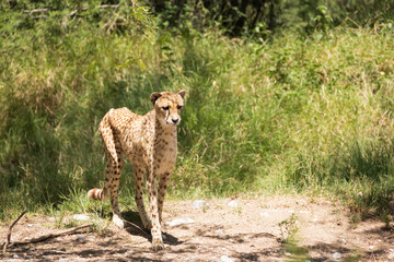 Cheetah walking in the grass