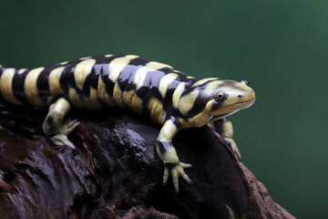 The Tiger Salamander (Ambystoma tigrinum) is one of the largest terrestrial salamanders in North...