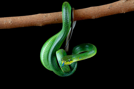 The Red-tailed Green Rat Snake (Gonyosoma oxycephalum, also known as arboreal ratsnake and red-tailed racer) is a species of snake found in Southeast Asia.