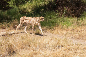 Cheetah walking in the grass
