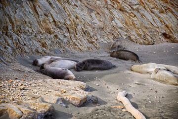 Fur seals resting in the coast 